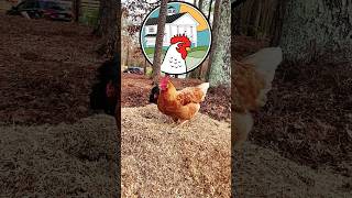 HACK for EASY Chicken Keeping #homestead #homesteading #chickencoop