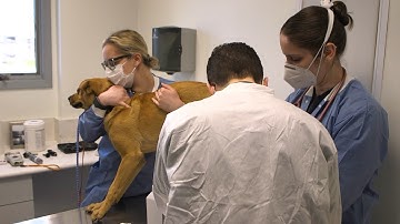 Our Veterinary Technology Students -- "the top program around"!