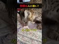 野獣が人に懐くと思いますか？＃ヤマネコ＃ボブキャット＃感動＠海外インタレ