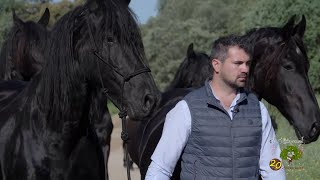 Los magníficos caballos frisones de pura raza del Valle de Los Pedroches