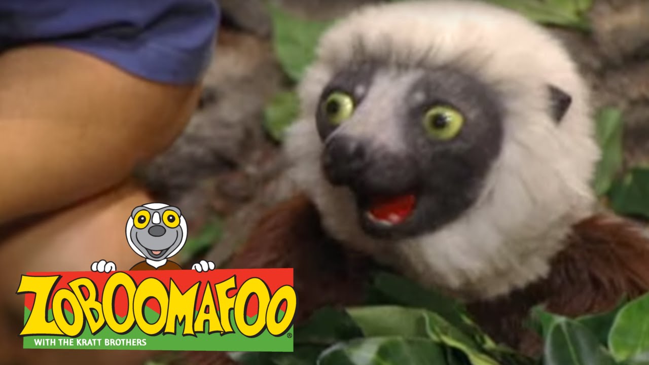 zoboomafoo 201 snakebellies full episode clip fail