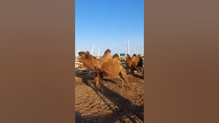Асау түйе... 😱😱😱 #life #fishing #конноеранчо #animals #моялошадь #horse #лошадки #help #fish