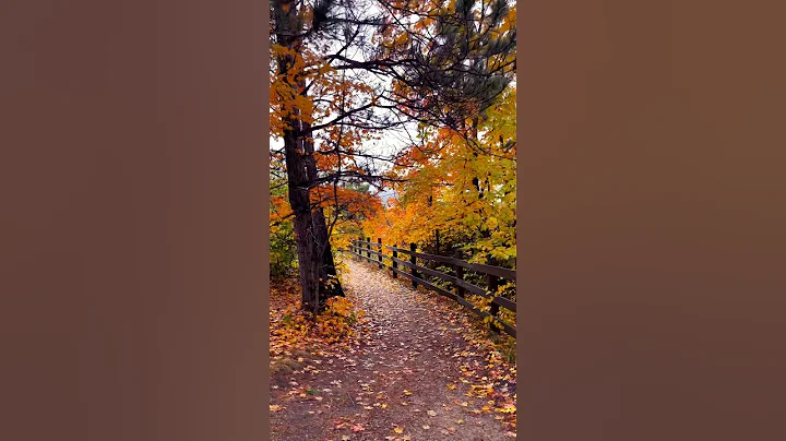 Fall Color in Michigan.#fallcolors #michigan #beautiful #colors #autumn