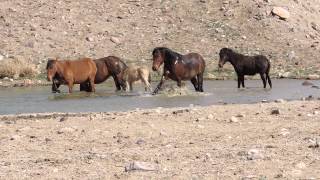 Wild Horses taking a bath