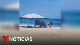 Una mujer es embestida por un toro... en una playa de México | Noticias Telemundo