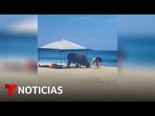 Una mujer es embestida por un toro... en una playa de México | Noticias Telemundo