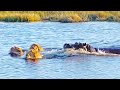 Hippo attacks 3 lions crossing the river