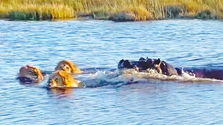 HIPPO ATTACKS 3 LIONS CROSSING THE RIVER - DayDayNews