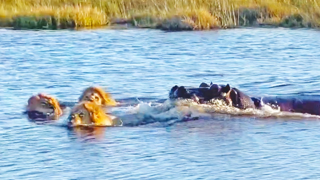 HIPPO ATTACKS 3 LIONS CROSSING THE RIVER - YouTube