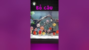 Những Dòng Cá Dĩa Bồ Câu  | Discus House Aquarium