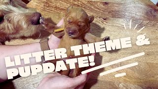 Litter theme and pupdate on our mini Labradoodles.