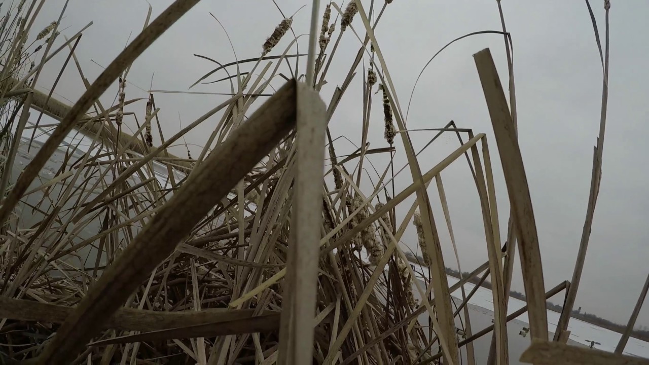 Ohio Public Land Duck Hunting December 2016 YouTube ohio-public-land-duck-hunting-december-2016-youtube