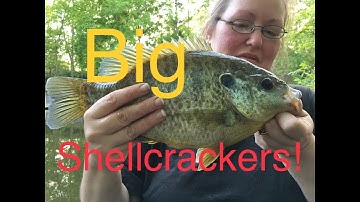 Catching BIG Shellcrackers!