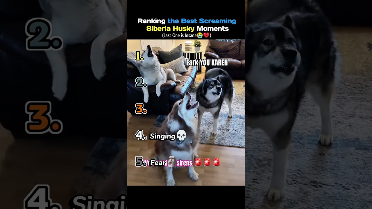 Ranking the Best Screaming Siberia Husky Moments