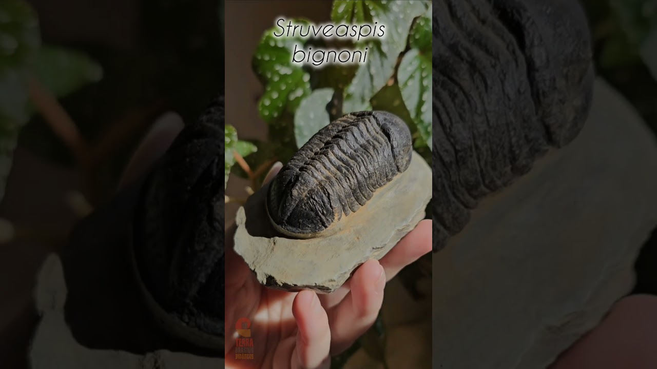 Fóssil de Trilobita - Struveaspis bignoni