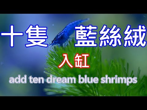 夢幻藍絲絨蝦 ? | 新增十隻藍絲絨到草缸裡 | add ten dream blue shrimps in my planted tank