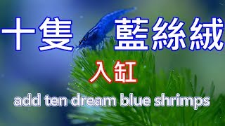 夢幻藍絲絨蝦? | 新增十隻藍絲絨到草缸裡| add ten dream blue ... 