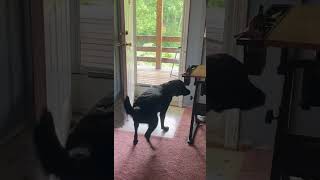 Dog Walks Into Glass Door - 1505777
