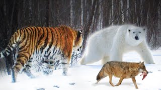 Tiger VS Brown Bear VS Polar Bear, who makes wolves fear more?