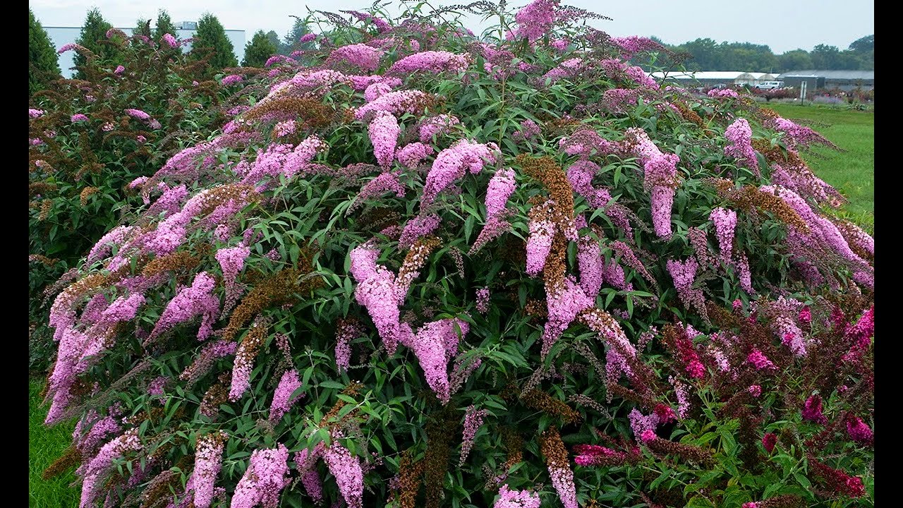 Buddleia Grand Cascade Pp 30868 Grand Cascade Butterfly Bush For Sale 25 00 Blue Flowering Plants Plant Delights Nursery
