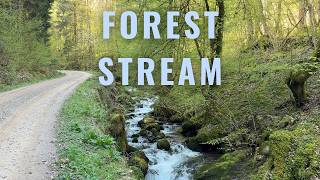 Calming Forest Stream Walk to a Secluded Little Cabin | Black Forest, Germany (4K)
