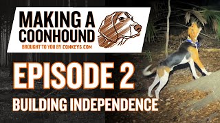 Making A Coonhound  Episode 2  Building Independence