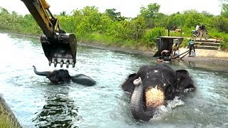 A dam tried to swallow an elephant, humans said otherwise