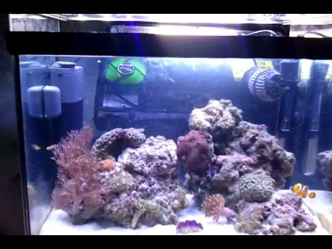 Plafoniere Led Per Nanoreef : Plafoniera led autocostruita per mirabello youtube