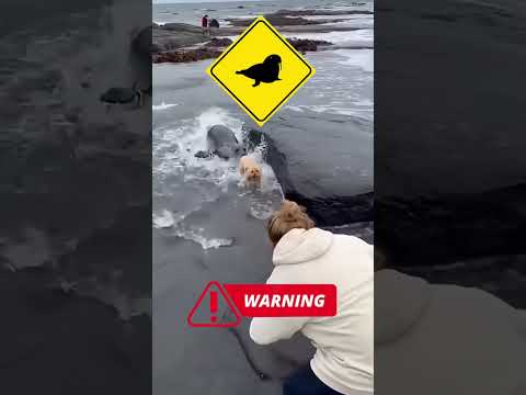 A Troubling Sea Incident That Shocked Viewers