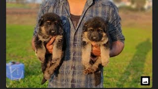 German Shepherd puppy for sale  Doggyz World