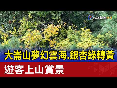 Dreamy Sea of Clouds on Mount Dalun: Ginkgo Leaves Turn from Green to Gold as Tourists Flock to E...