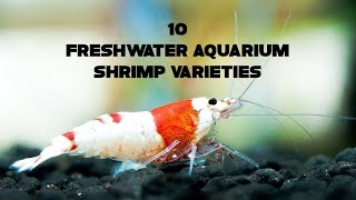 10 Freshwater Aquarium Shrimp Varieties | Animals Unlimited | Sameer Gudhate