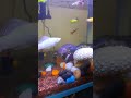 Lobster attacking food #aquarium #lobster #fishtank #fishaquarium #bluelobster #fish