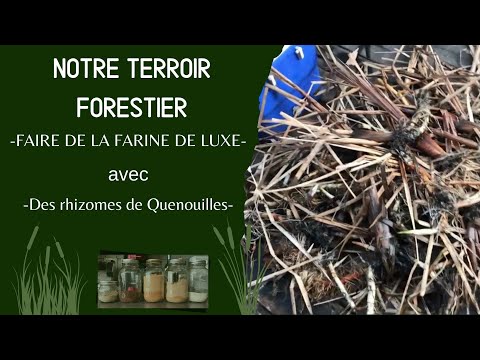 Vidéo: Récolter des quenouilles pour se nourrir - Apprenez à récolter des quenouilles