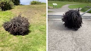 Dog With Long Dreadlocks