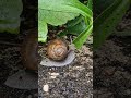🐌 Schnecken-Mahlzeit in Zeitlupe #Schnecke #Natur #Wildlife #Makro #Garten #Schnecken #Slowlife