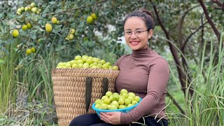 Harvest the Apple Meo garden to sell at the market, grow celery on the farm