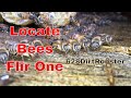 Locate A Honey Bee Hive With A FLIR ONE Thermal Camera for ios