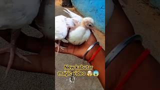 new kabutar video #pigeon#viral #kabutar#short#trend#magic#video