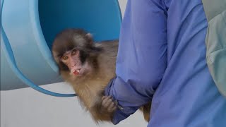Punch 🐵💖 Mothers Day Special 🫶 Baby Punch Loves Oran Mama So Much Most Adroable & Cutest Moments🥰