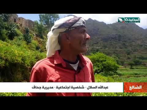 هكذا تظهر براعة الانساني اليمني في المدرجات الزراعية الجبلية في جحاف الضالع