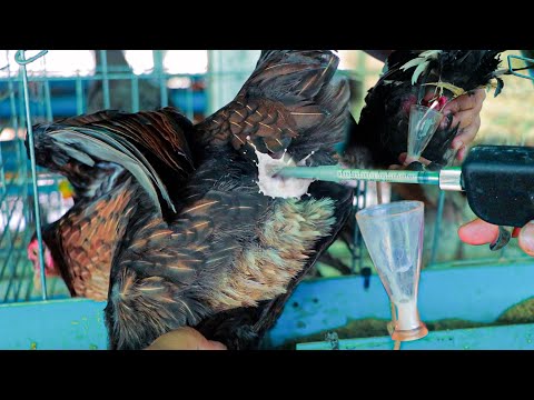 Chicken Breeding Techniques - How To Collect Rooster Sperm and Artificial Insemination in Chickens