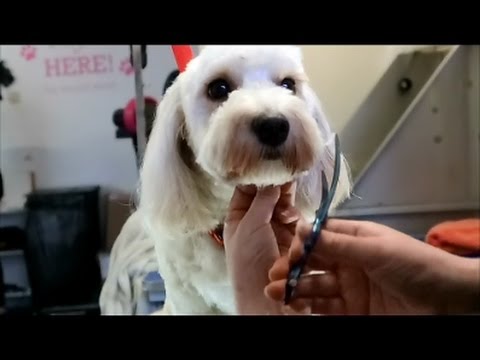 How to do a cockapoo's face. - YouTube