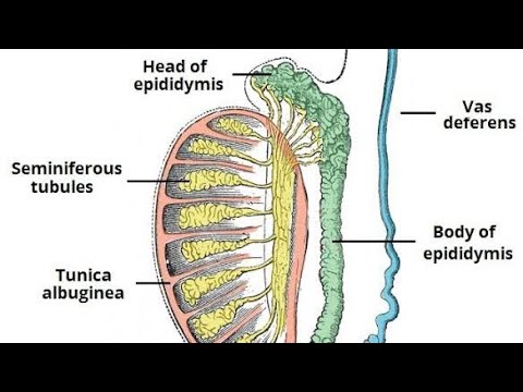 Class12Biology structure of testes unit -3 - YouTube