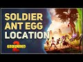 Soldier Ant Egg Location Grounded 2