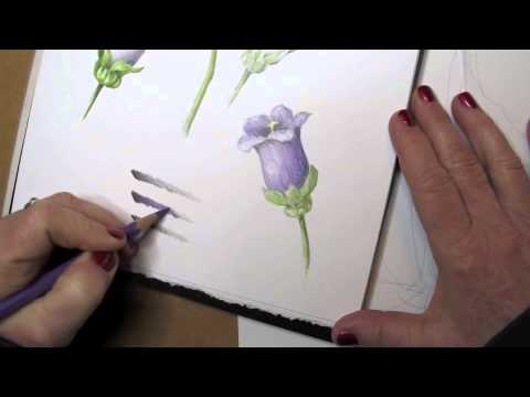 Botanical Drawing Basics - Creating a tone bar in watercolor pencil and