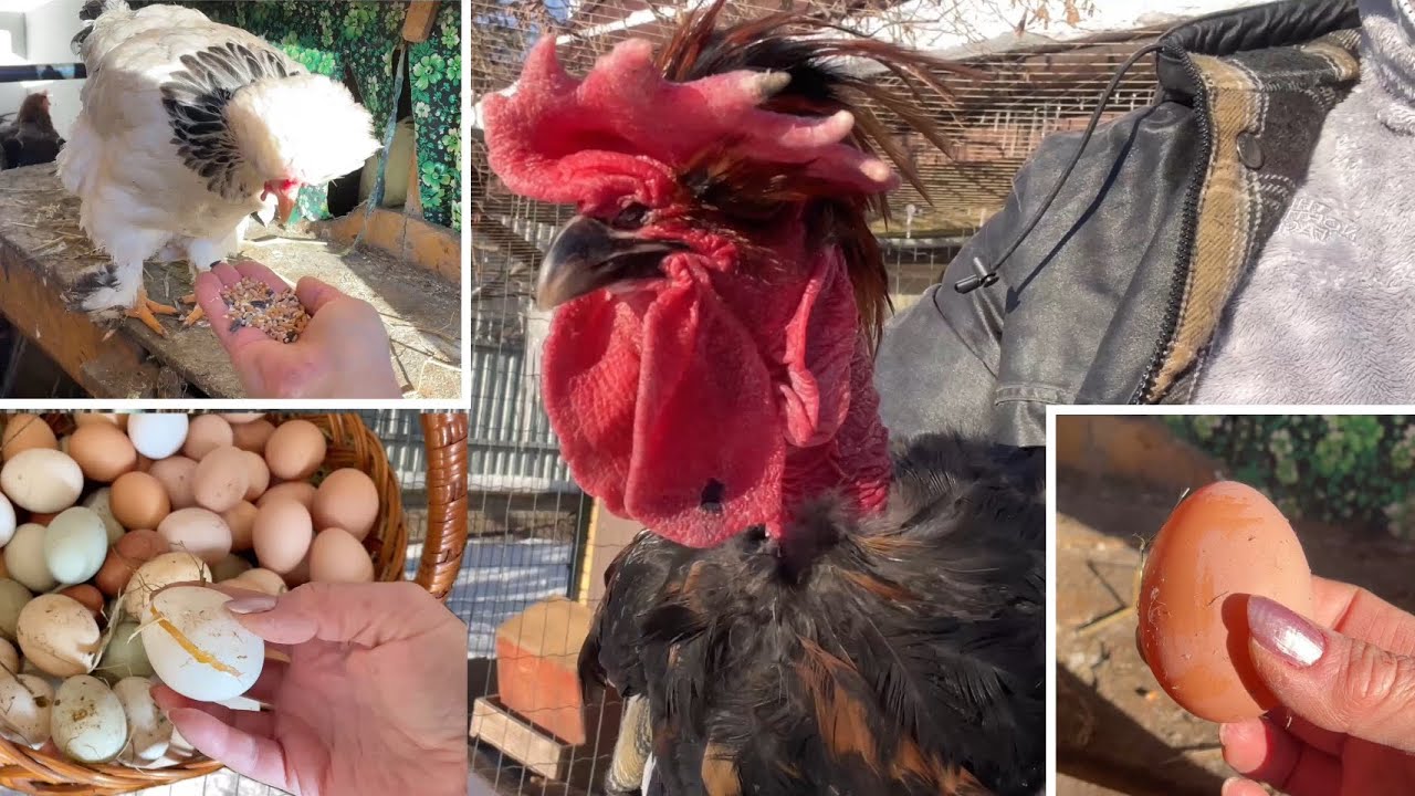 ЧТОБЫ КУРЫ ВЫЖИЛИ Вынужденная мера В КУРЯТНИКЕ 