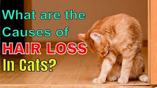 WHAT ARE THE CAUSES OF HAIR LOSS IN CATS? l V-27 by THE PAWS COLLECTOR 6,022 views 3 years ago 6 minutes, 26 seconds