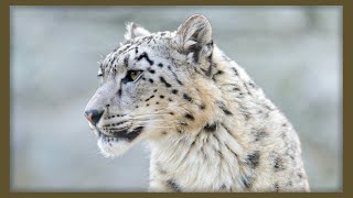 ✔ THE SNOW LEOPARD - Surprising Features and Facts 🐾The ghost of the mountains 🏔️ screenshot 1