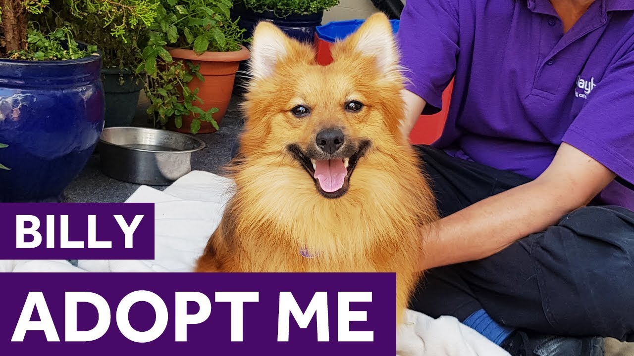 savannah cat for sale gumtree